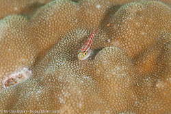 BD-111124-Raja-Ampat-5265-Cirrhitichthys-oxycephalus-(Bleeker.-1855)-[Coral-Hawkfish].jpg